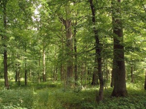 Kam parduoti mišką brangiau?